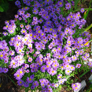 Aster nova-belgii Royal Opal 